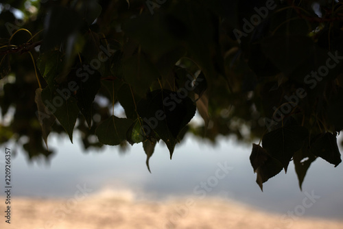 Autumn Nature in Forest with Pond and Plants