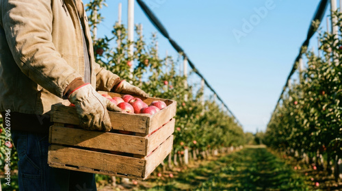 Faceless worker carrying crate of fresh apple through orchard, creating seasonal agricultural harvest scene in warm sunlight