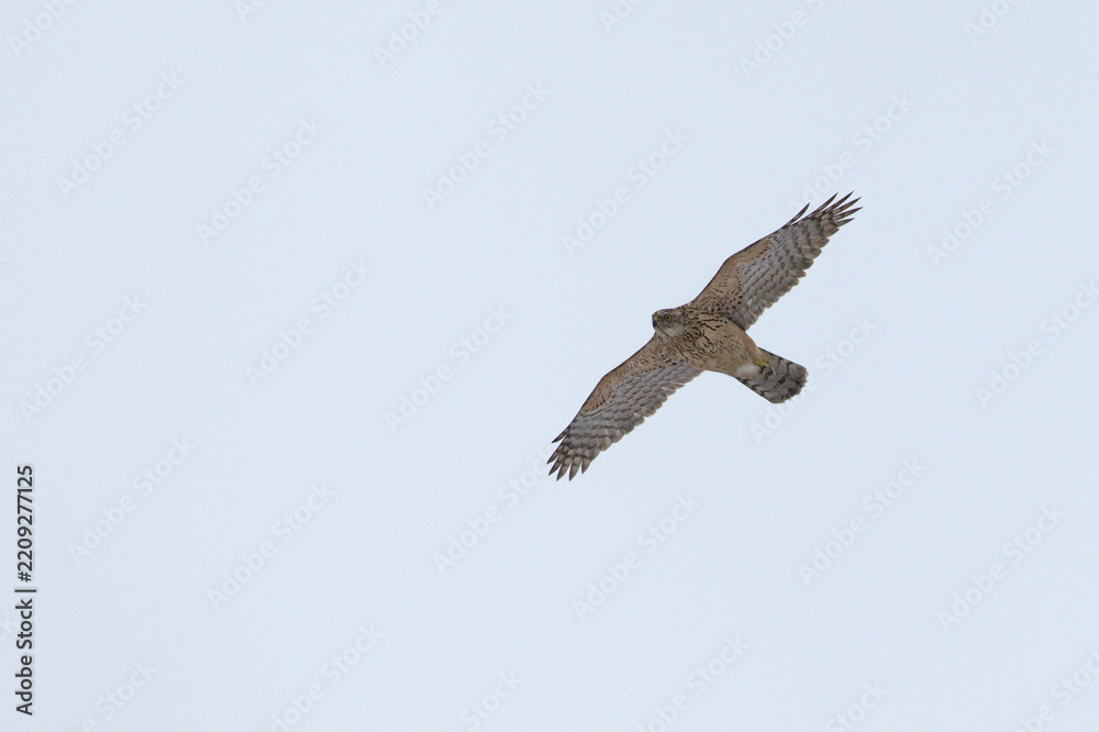 Obraz premium juvenile type or first winter eurasian goshawk (astur gentilis) in flight, found in Saxony, germany