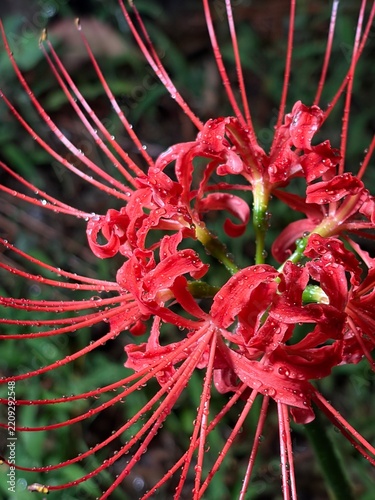 彼岸花・曼珠沙華・リコリス