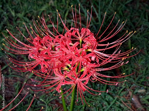 彼岸花・曼珠沙華・リコリス