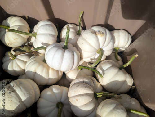 Pumpkins on display