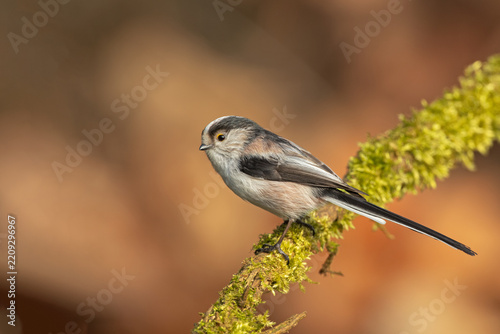 Long-tailed Tit (Aegithalos caudatus) perched on a moss-covered branch in a natural woodland habitat, surrounded by soft foliage and a peaceful, atmospheric background.
