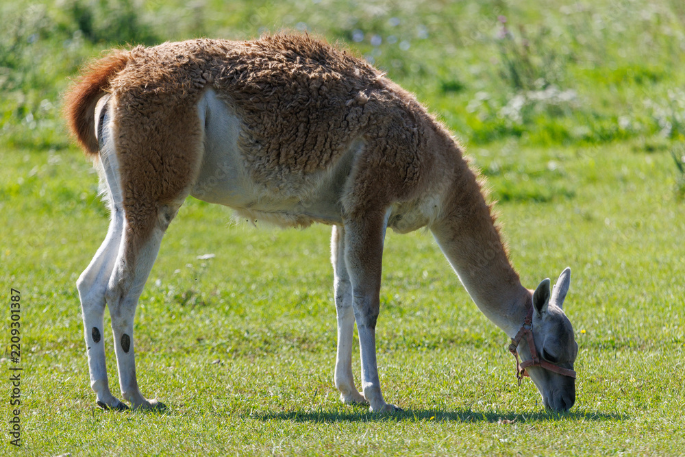 Obraz premium Lama grazes in bright green pasture