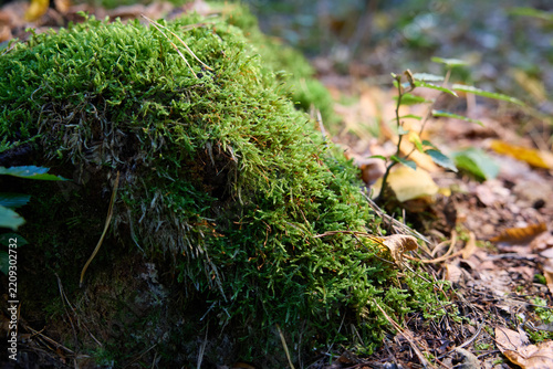 Close-up of Green Moss Growing on a Tree Trunk in a Fall Forest