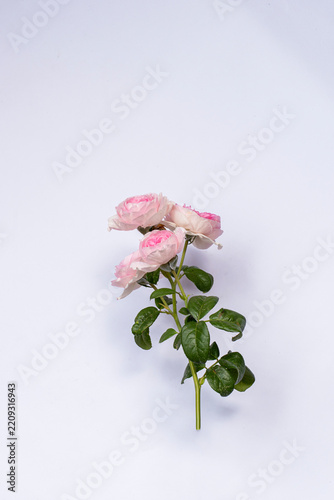 Pink rose flower with stem and green leaves isolated on white background. Beautiful blooming pink rose flower on white background. Pink flower