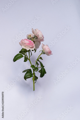 Pink rose flower with stem and green leaves isolated on white background. Beautiful blooming pink rose flower on white background. Pink flower