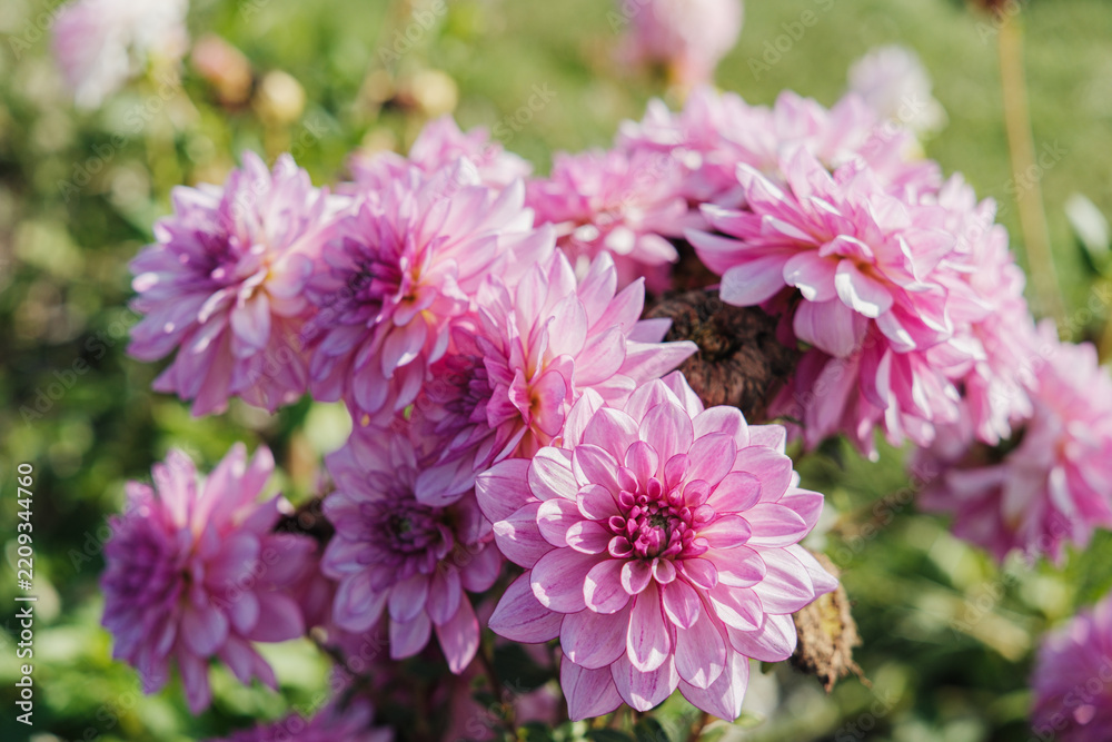 Fototapeta premium Pink dahlia flowers bloom in a garden setting