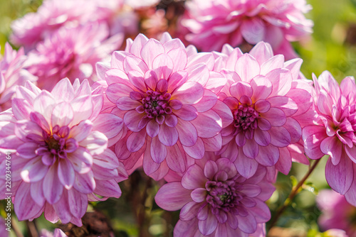 Close view of pink dahlia flowers blooming in a garden with soft green background