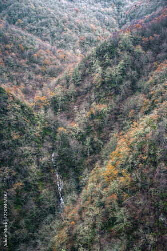 A stream flows down among oak trees on a steep wooded hillside