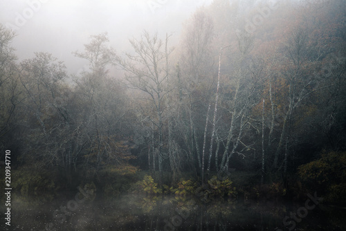 Late autumn on a misty morning along the wooded riverbanks