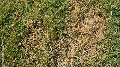 Dry yellow patches of grass dying in a garden lawn during summer heat.
