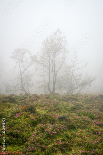The silhouettes of some pine trees are faintly visible through the fog above a heath