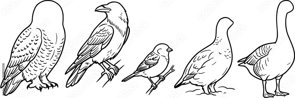 Obraz premium Bird species vector set including owl, raven, sparrow, pigeon and goose in simple black outline style on white background.