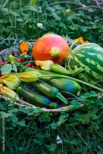 Fresh organic vegetables with zucchini, pumpkin and watermelon in a garden basket