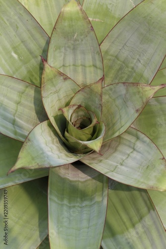 Obraz na plátně Too view close up of a giant bromeliad alcantarea imperialis green rosette leave