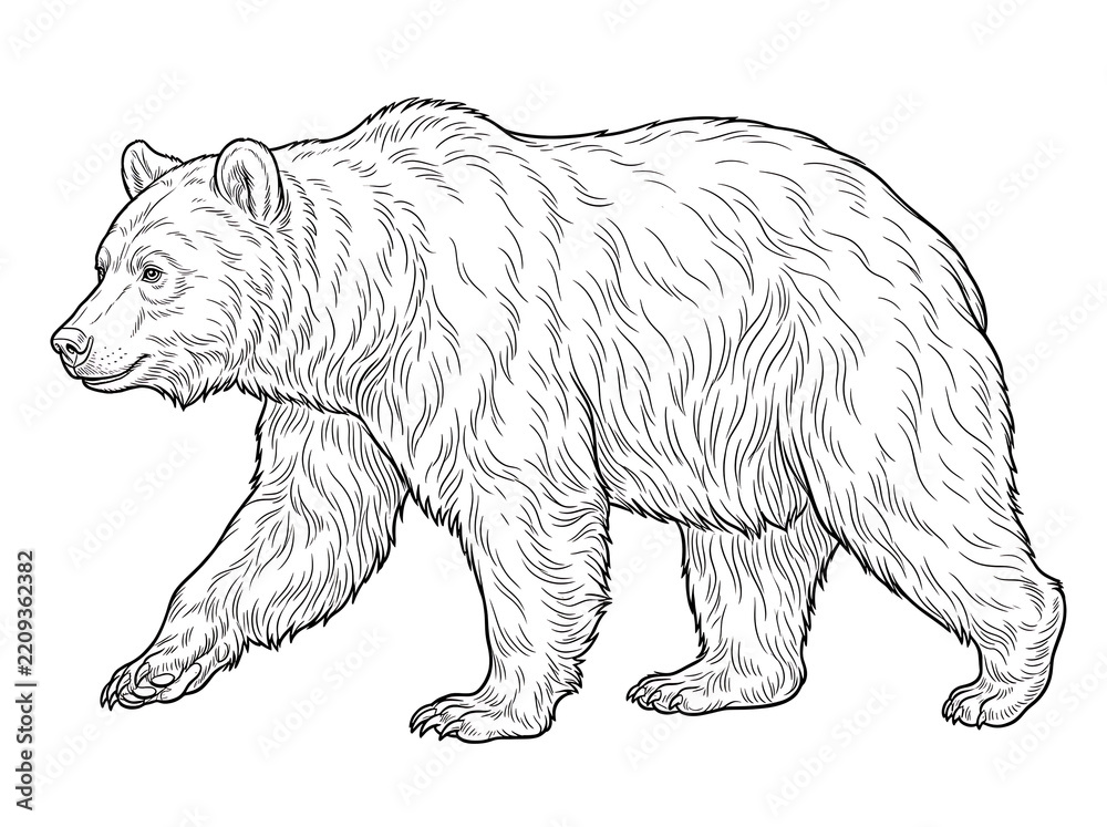 Fototapeta premium Walking grizzly bear brown bear side profile black and white vector line art illustration for coloring page 