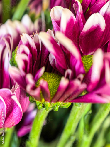 Vertical flower chrysanthemum purple pink petals bloom nature organic fresh floral botanical garden beauty relax calm serene peaceful spa wellness therapy aroma fragrance essential oil
