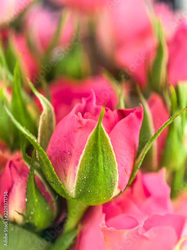 beautiful vertical bouquet of vivid red roses set against a pure white background highlighting the elegance aroma and romantic symbolism of the flowers.