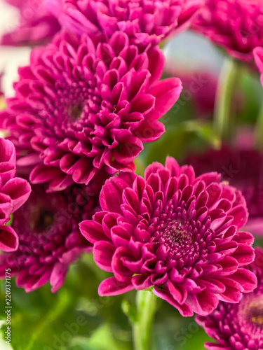 Chrysanthemum flower pink magenta bloom petals layered texture detail macro closeup nature organic fresh floral botanical garden foliage seasonal spring autumn beauty 