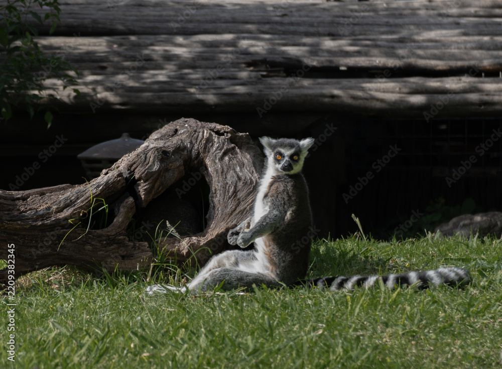 Fototapeta premium Ring-tailed lemur looking at camera while resting on grass in sunlight