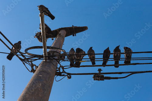 Pigeons perch on tangled power lines against a clear blue sky. One bird sits atop a weathered utility pole. Others rest along wires, silhouetted by sunlight. Scene evokes urban stillness