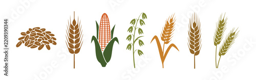 Cereal grain vector icon set featuring rice, wheat, corn, oats, rye, and barley.