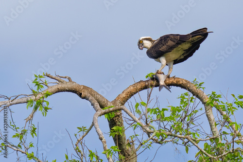 Osprey Perched with Captured Fish