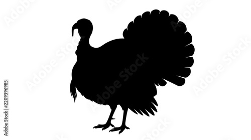 Thanksgiving Turkey Vector Isolated on White Background