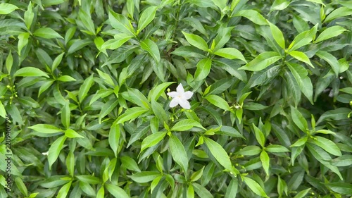 White crape jasmine flower and green leaves swaying gently in a light breeze.