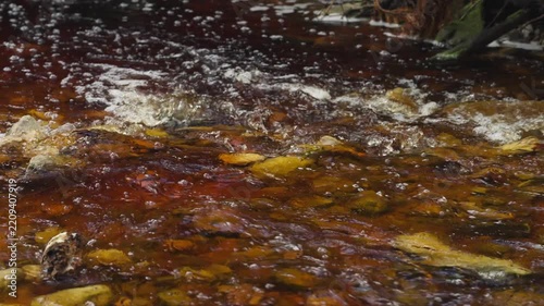 Slo motion of the coffee-coloured Disa River flowing over rocks, stained by tannins from fynbos vegetation at Betty’s Bay. Typical Western Cape blackwater scene, Whale Coast, Overberg, South Africa.