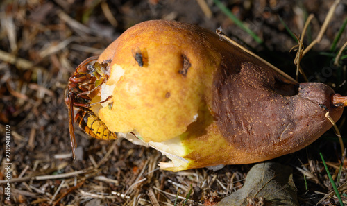 Hummel auf Fallobst
