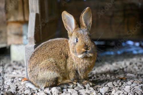 Kaninchen seitlich