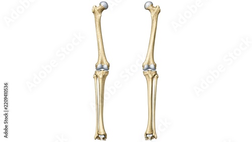 Human lower limb skeletal anatomy showing femur tibia fibula and knee joints paired isolated on white background