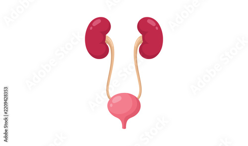 Human urinary system illustration with kidneys, ureters, and bladder vector