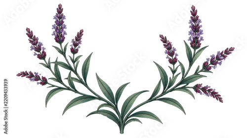 Lavender Sprigs Illustration Isolated