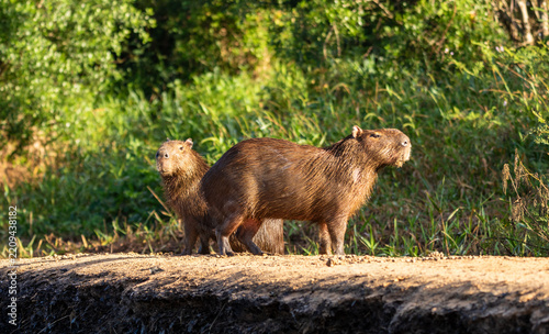 Pair of Capybara on the Riverbank of the River Cuiaba River, Pantanal, Brazil