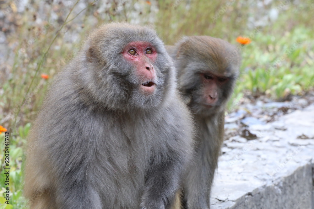 Fototapeta premium Close-up of two macaque monkeys in nature, one with a surprised expression and open mouth looking up, blurred background
