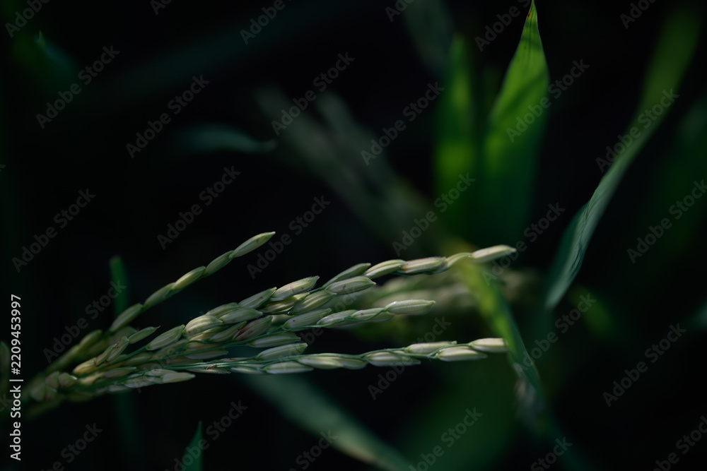 Obraz premium Close up rice plant green grain agriculture field nature leaf outdoor growth food