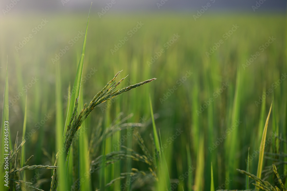 Fototapeta premium Green rice plant paddy field agriculture close up nature rural outdoor growth summer food fresh sunlight