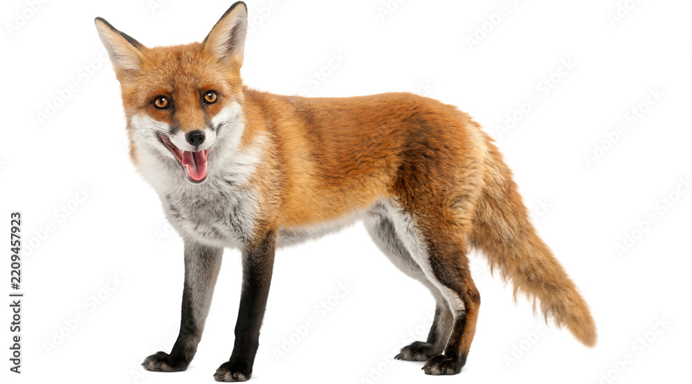 Fototapeta premium fox, red fox, vulpes vulpes, wild fox, mammal, wildlife, wild animal, isolated object, fox PNG, animal PNG, PNG