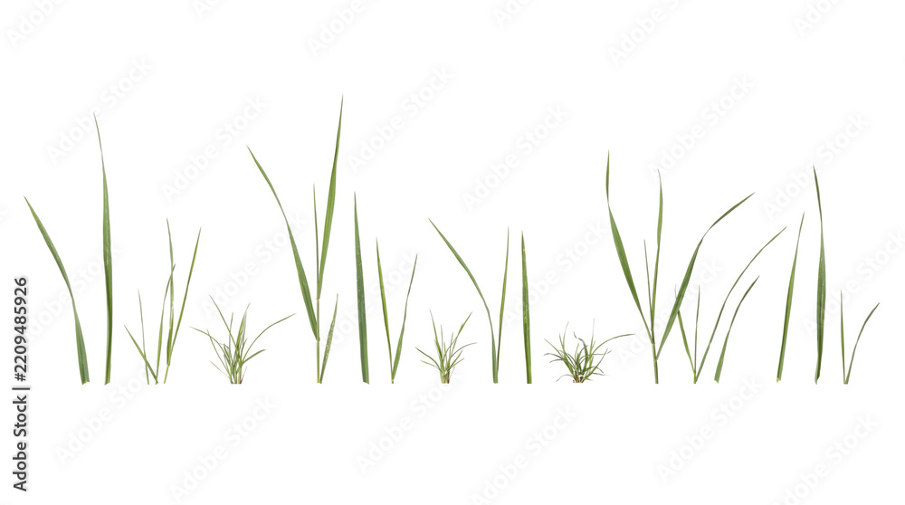 Fototapeta premium Various green grass blades and clumps isolated on transparent background png