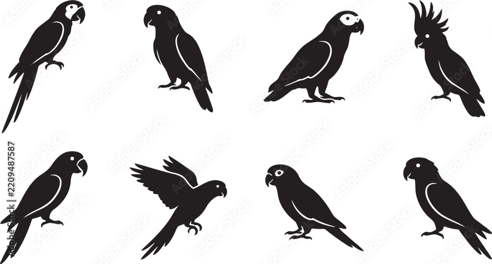 Fototapeta premium Beautiful wild parrots and exotic cockatoo bird silhouettes