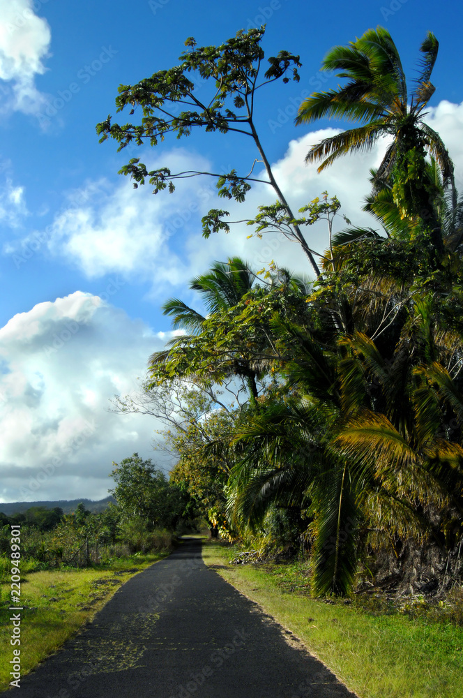 Fototapeta premium Backroad on Big Island
