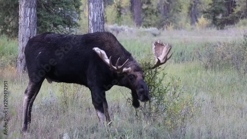 Bull Shiras Moose During the Rut in Autumn in Grand Teton National Park Wyoming