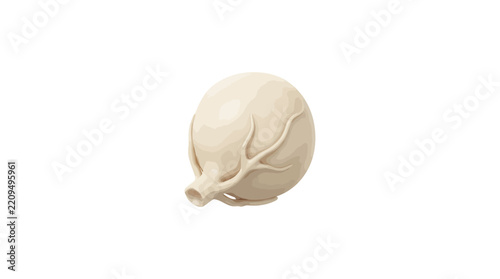 Human eyeball anatomical vector illustration on white background