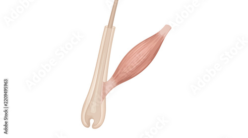Human hair follicle and arrector pili muscle anatomy vector