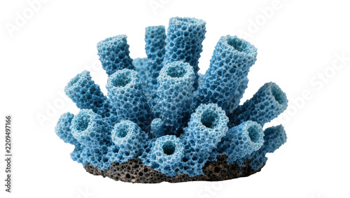 Blue porous coral colony with dark base, isolated on transparent background