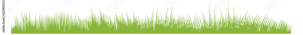Obraz premium Growing grass border. Horizontal greenery. Botanical lush