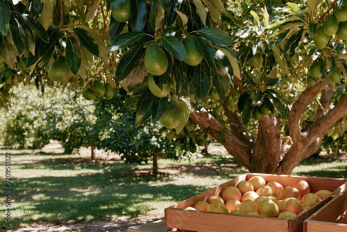 Avocado orchard scene with ripe green avocados hanging from trees and fresh citrus fruits in wooden crate